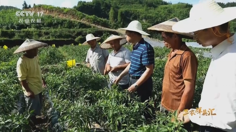 《三农群英汇》 20240628 院士下田记2——火辣辣的梦想