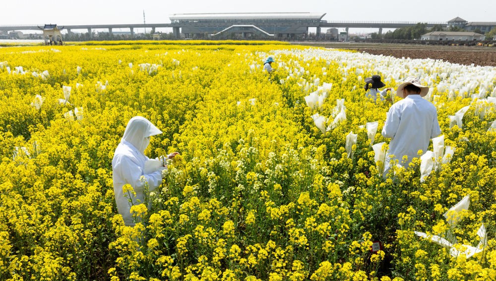 “油菜设计师”，让一粒粒种子开成油菜花海