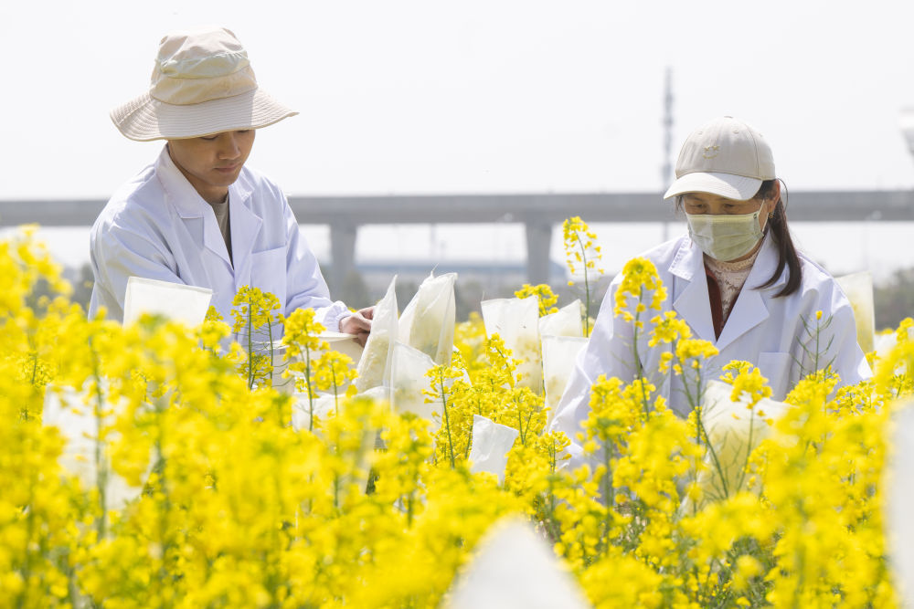 “油菜设计师”，让一粒粒种子开成油菜花海