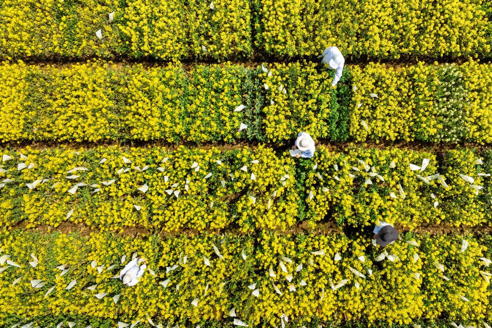 “油菜设计师”，让一粒粒种子开成油菜花海