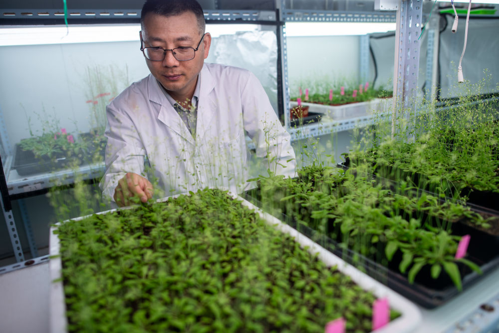 “油菜设计师”，让一粒粒种子开成油菜花海