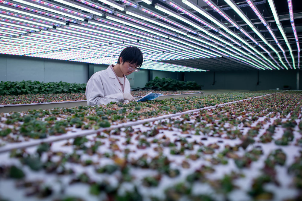 “油菜设计师”，让一粒粒种子开成油菜花海