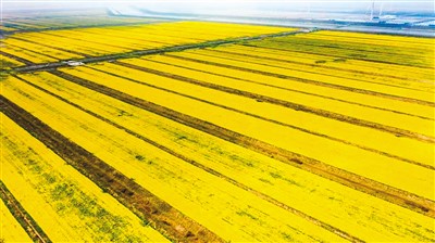 发展耐盐碱油菜 助力保障粮食安全（科技名家笔谈）